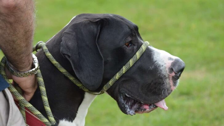 10 Best Harnesses For Great Danes