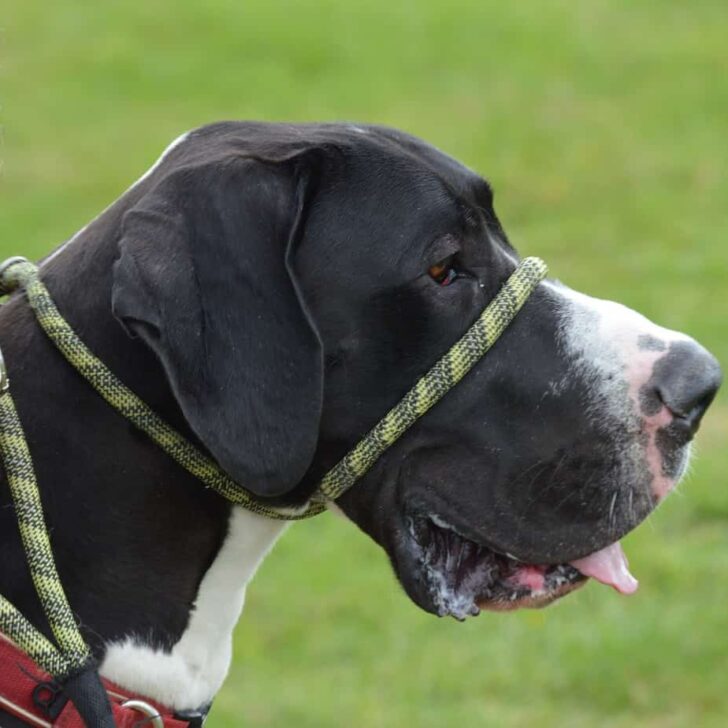 Top 5 Great Dane Collars (Puppy Sizes Too) For 2024