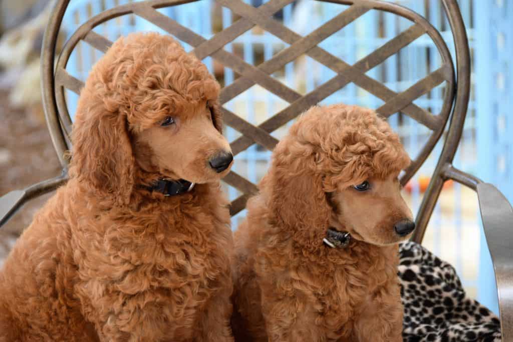 dog clippers for poodles