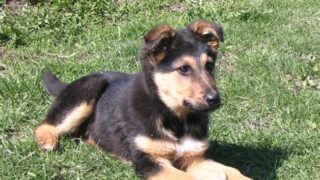 Best Dog Food for German Shepherd Puppies