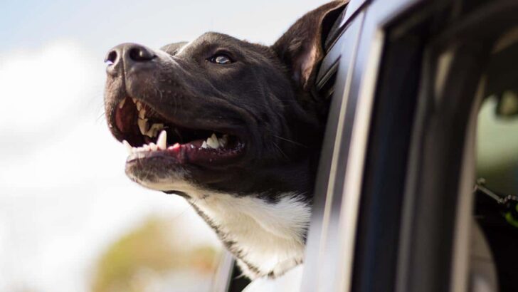 Dog Car Seats & Restraints: Your Essential Guide