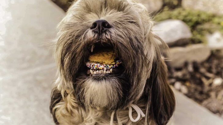 How To Pick The Right Food For Your Dog