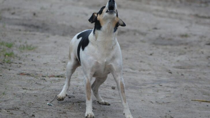 Best Dog Barking Deterrent