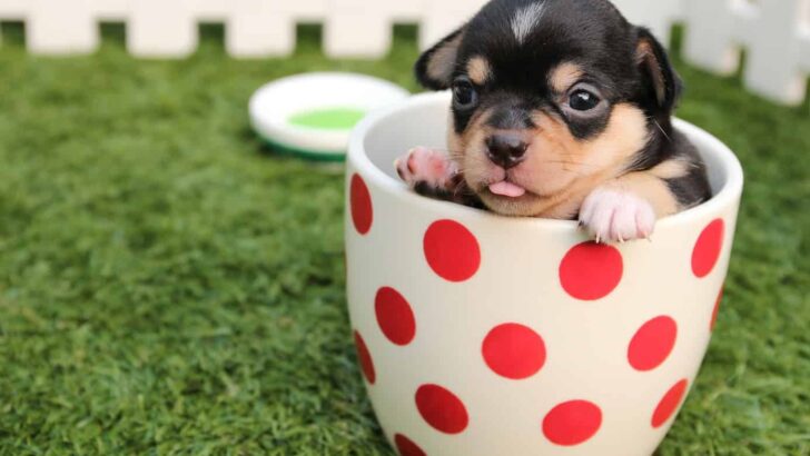 When Is The Right Age To Bring Your Puppy Home? (Checklists)