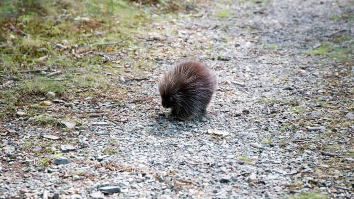 Best Remedy: How To Remove Porcupine Quills From Your Dog (How-To Guide In 5 Easy Steps)