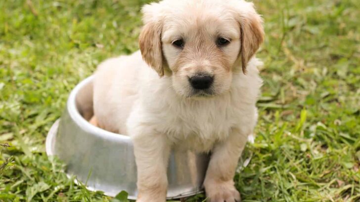 Potty Training Your Dog: 7 Things To Know