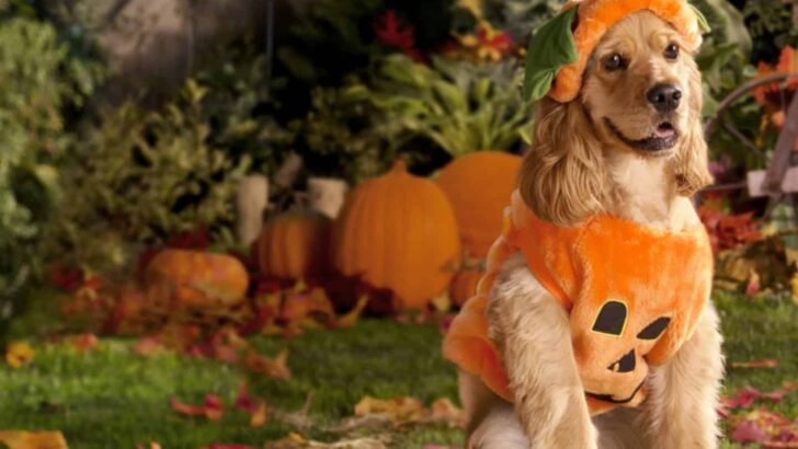 10 Best Dog Pumpkin Costumes (Where to Find Them)