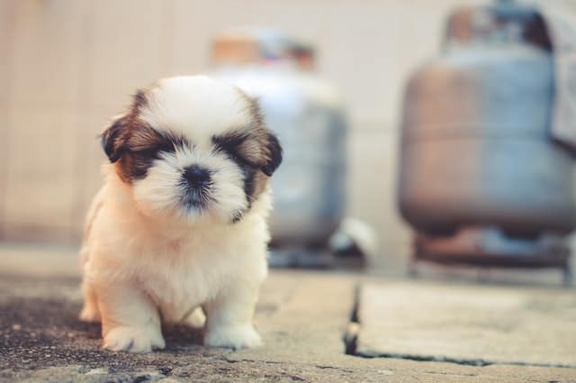 best puppy pads 2018