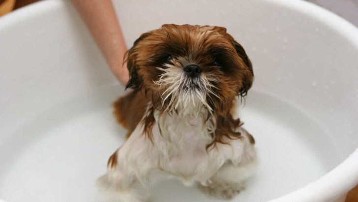 Best Dog Shampoo for Puppies