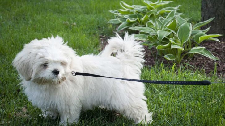 All About Puppy Kindergarten