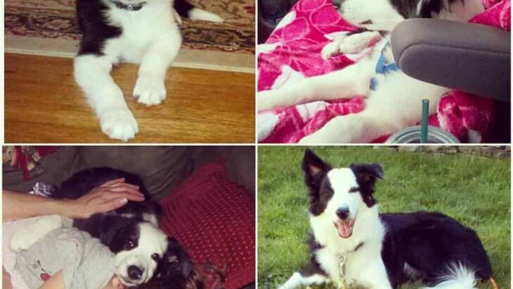 12 Pros and Cons When Owning A Border Collie