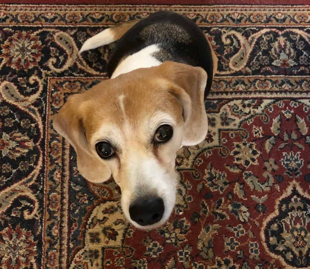 best dog harness for long haired dogs