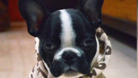 Why I Chose a French Bulldog