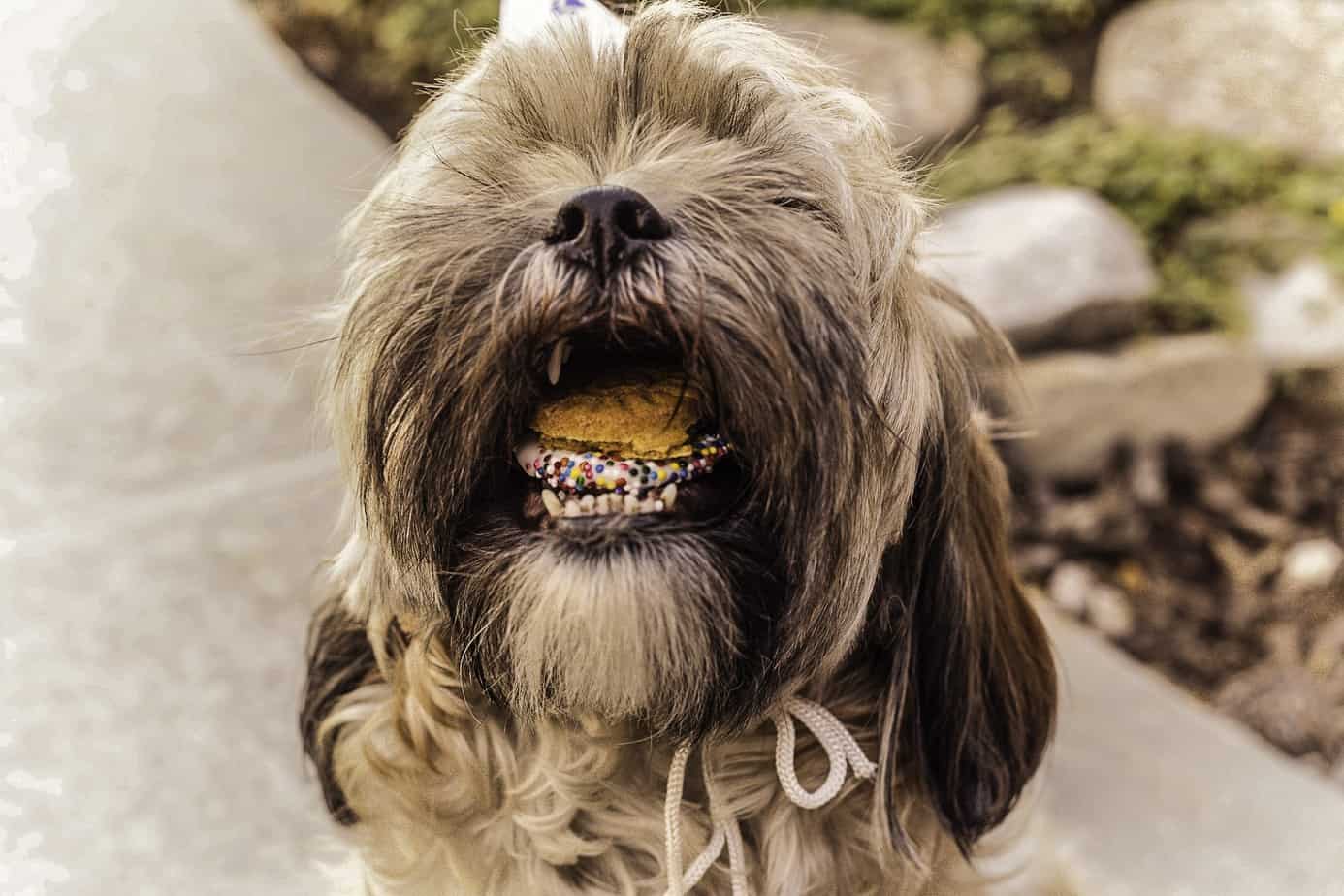 Can Dogs Eat Sugar Cookies Know The Reasons Why Not Can Dogs Eat Sugar Cookies Know The Reasons Why Not