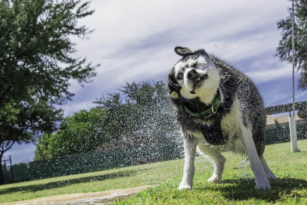 best clippers for huskies