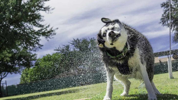 The 7 Best Dog Brushes For Your Husky (Grooming Tips)