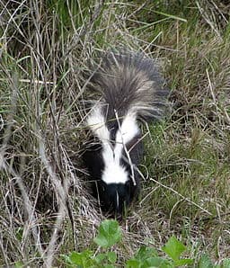 What to Do When Your Dog Gets Sprayed by a Skunk