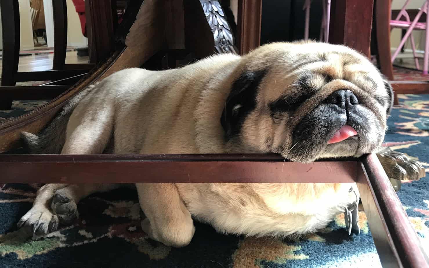 The Best L.L. Bean Dog Bed For Dogs of Every Size (Review) Scout Knows