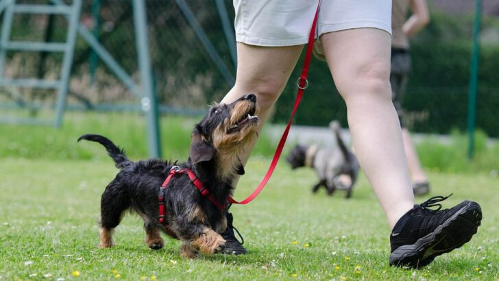 Best Books For Dog Professionals