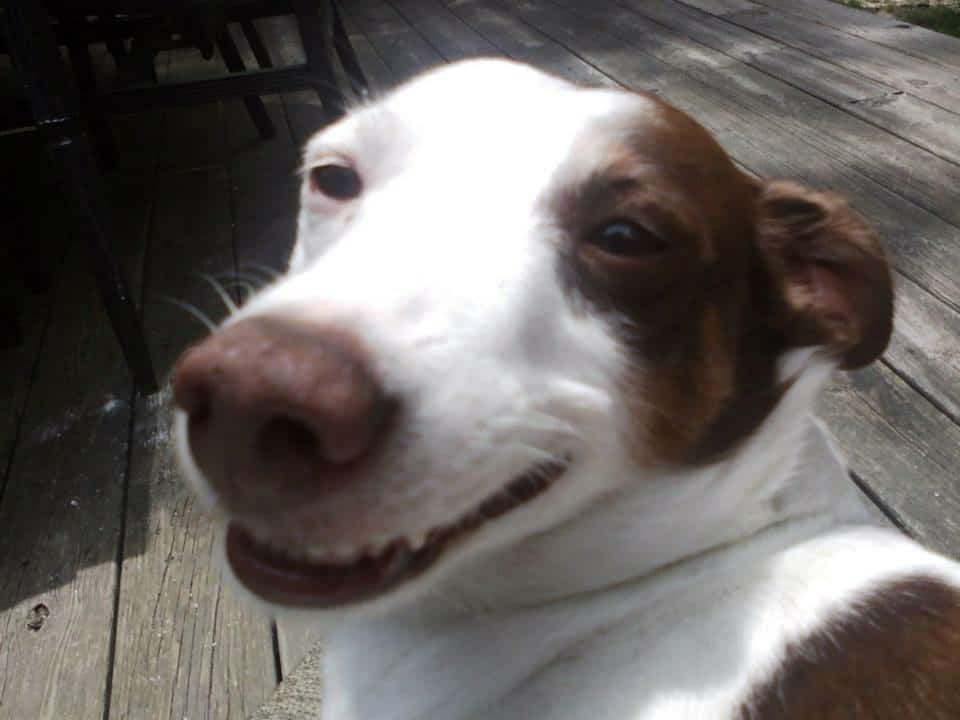 dog ate chicken bones throwing up