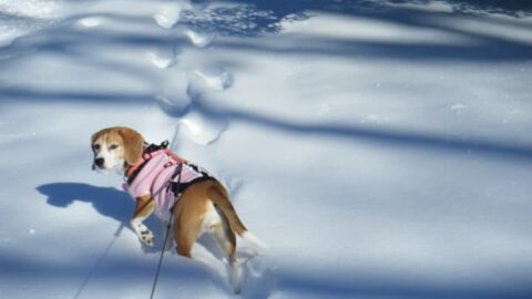 How to Weather the Winter with Fido