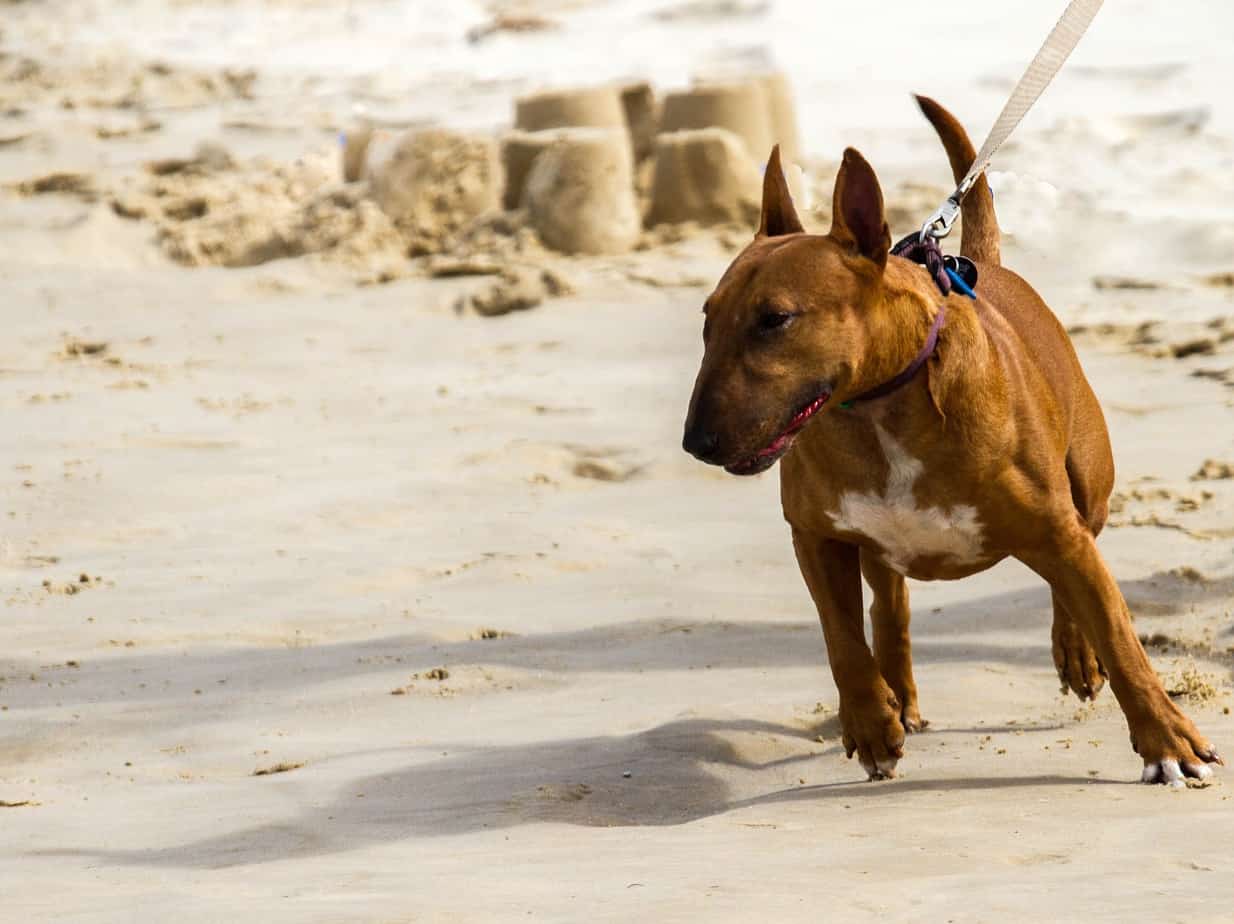 chain leash for large dogs