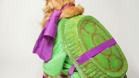 Top 10 Ninja Turtle Dog Costumes – Awesome, Dude!