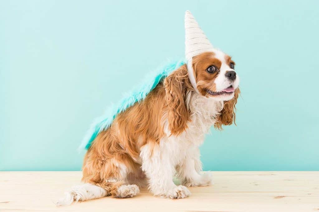 unicorn dog costume