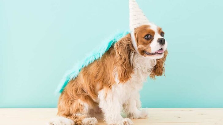 Top 15 Adorable Dog Unicorn Costumes and DIY Patterns