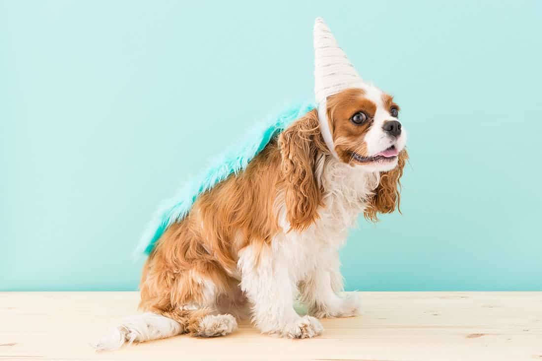dog unicorn dollar general