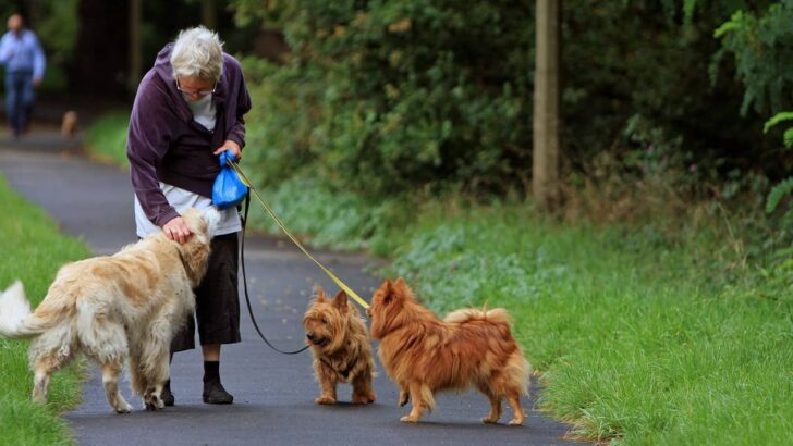 Essentials for Exercising with Your Dog