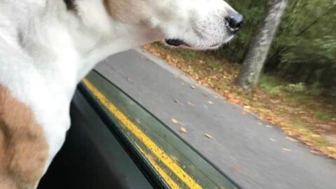 Best Gear for Traveling with Your Dog