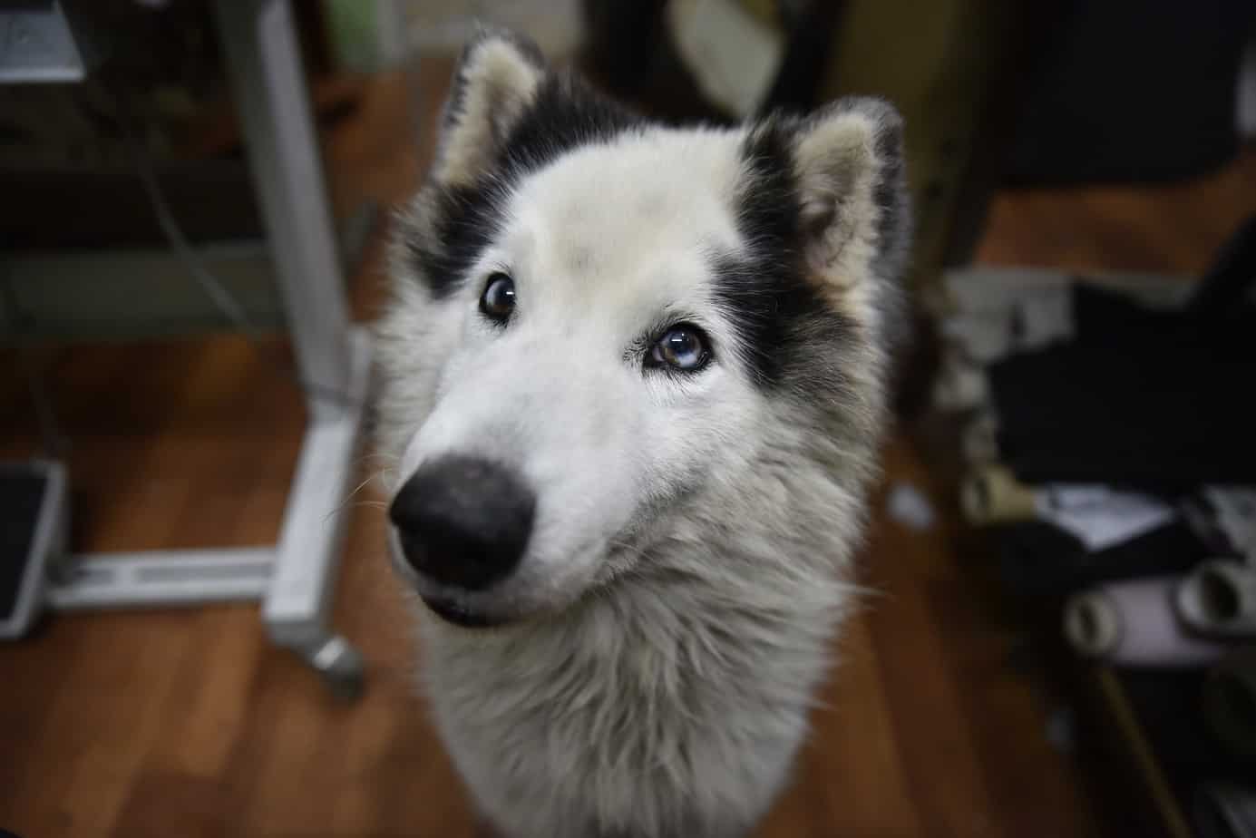 wolf dog hybrid wolf dog hybrid