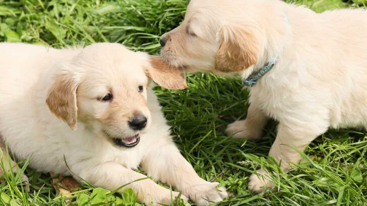 Best Dog Food for Puppies