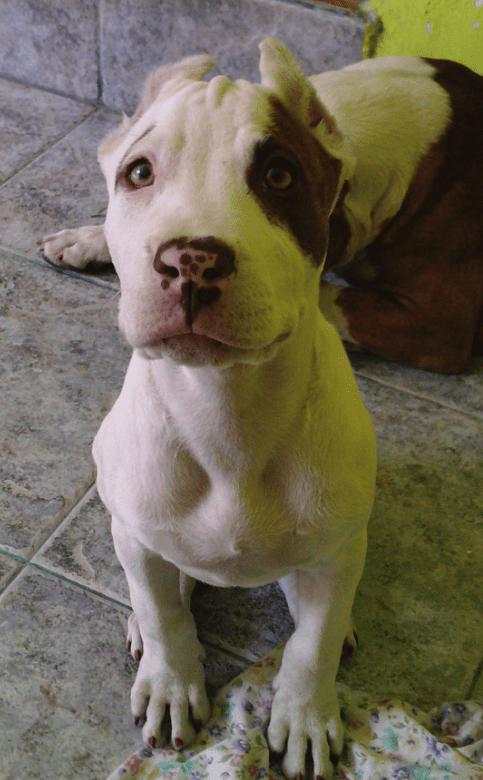 how to feed a pitbull puppy