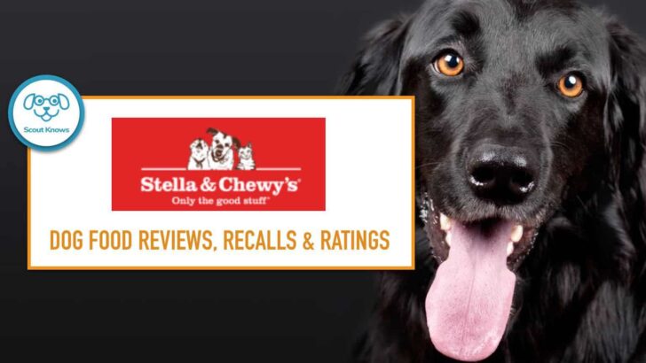 Stella & Chewy Dandy Lamb Dinner Patties Freeze-Dried Raw Dog Food Review