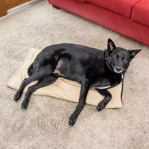 Best Dog Crate Trays, Pans and Alternatives (Reviews & Buyers's Guide)