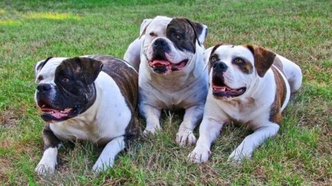 The 5 Best [Must-Have] Dog Food For American Bulldogs