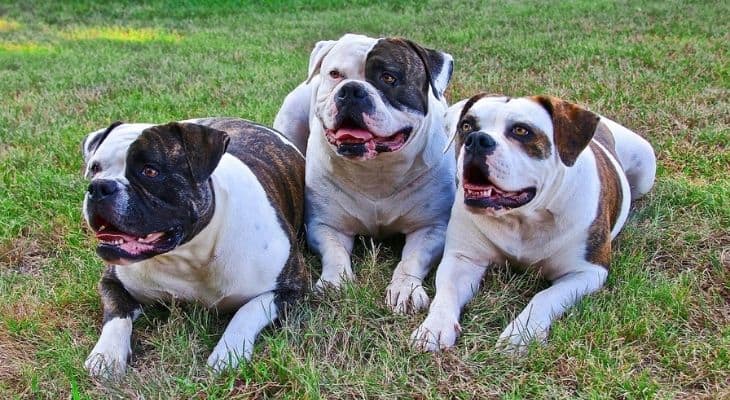 homemade dog food for american bulldogs