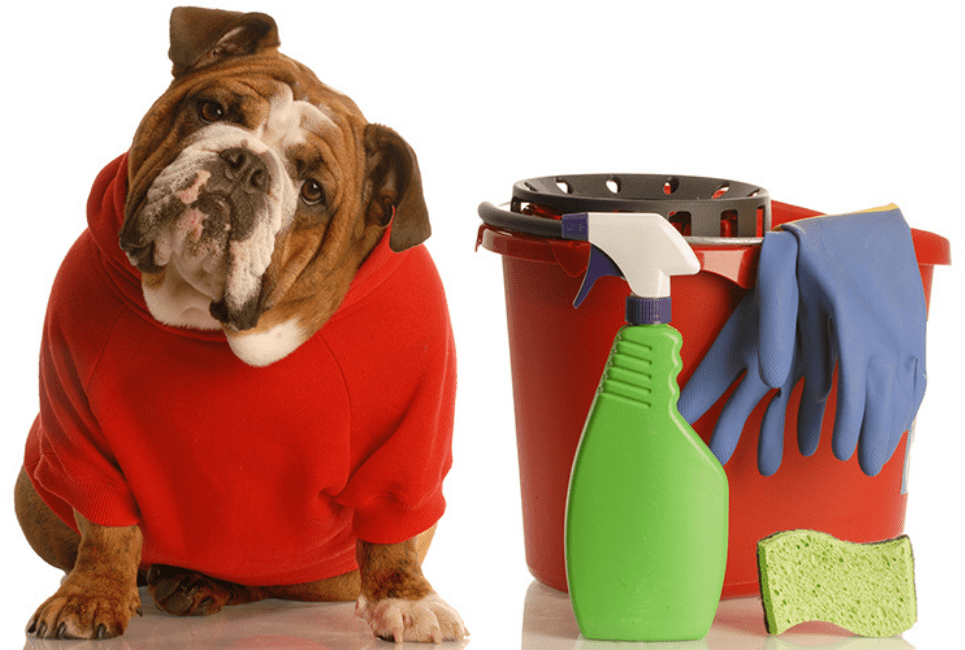 Angry Orange vs Nature's Miracle Which is Best? Scout Knows