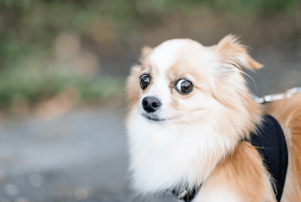 Best Anti Anxiety Products for Dogs Scout Knows