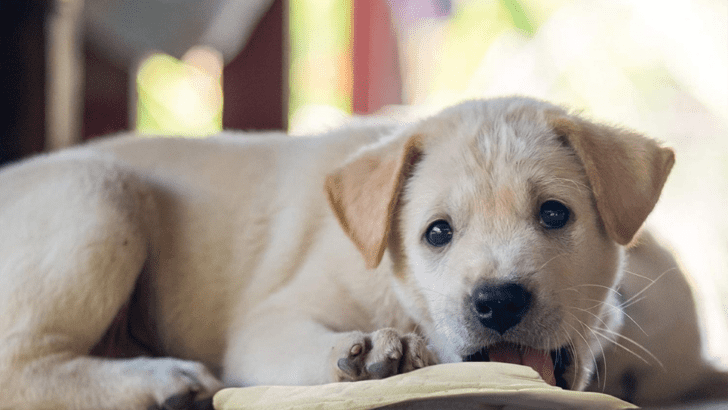 The Best Cow Ears For Dogs – Top 5 Tasty Treats for Your Pet