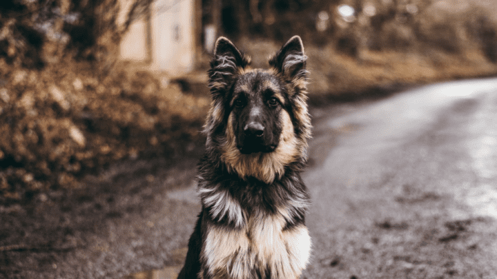 Best Dog Brushes for German Shepherds