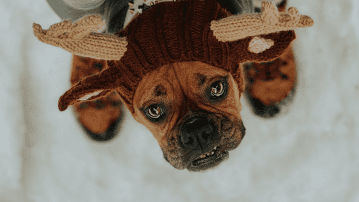 Best Dog Food For Boxers