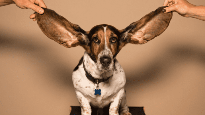 Best Dog Food For Ear Infections