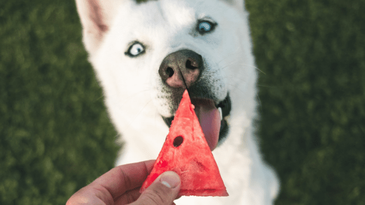 Best Dog Food For Huskies