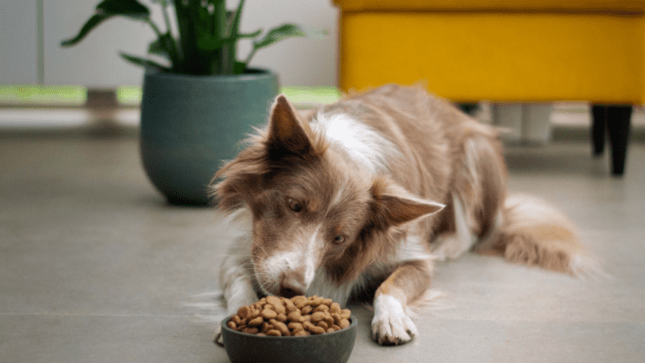 Top 5 Rated Best Dog Food For Less Poop