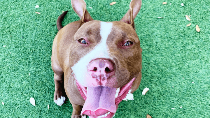 Best Dog Food For Pitbulls