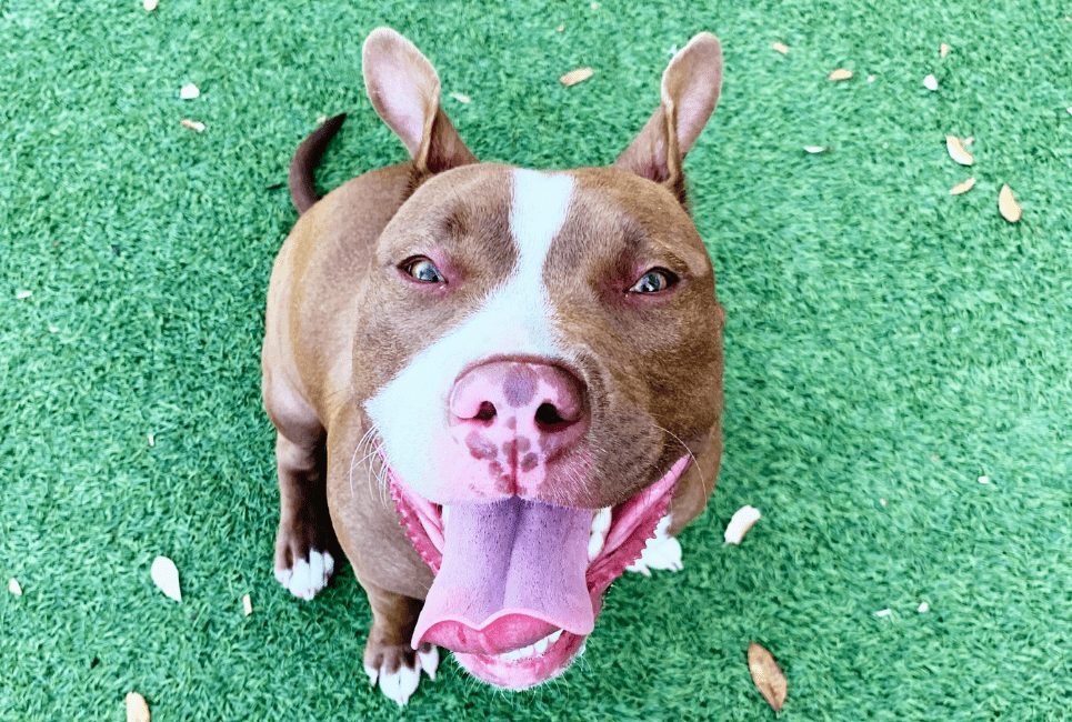 Best Food for Pitbulls: A Comprehensive Guide to Optimal Nutrition