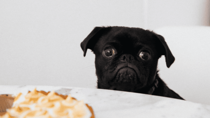 Best Dog Food For Pugs